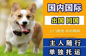 连云港宠物托运公司连云港宠物托运公司连云港宠物托运公司