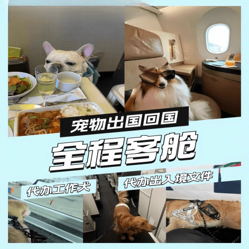 连云港宠物托运到白俄罗斯宠物入境规定和要求